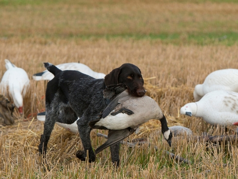 Un chien domestique contracte l’influenza aviaire au Canada