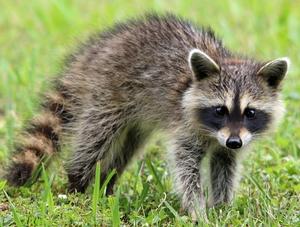 Appel à la vigilance en raison de l’augmentation du risque d’introduction de la rage du raton laveur en Estrie et en Montérégie