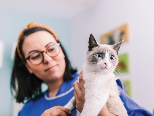 Bien-être animal : des chirurgies vétérinaires bientôt interdites!