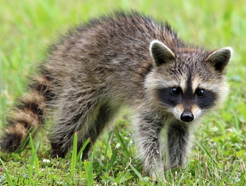 Rage du raton laveur : Mise à jour sur la menace de réintroduction en Estrie et en Montérégie