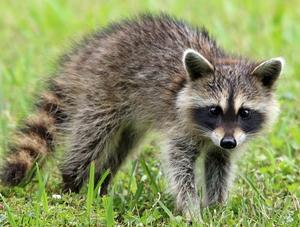 Rage du raton laveur : Mise à jour sur la menace de réintroduction en Estrie et en Montérégie