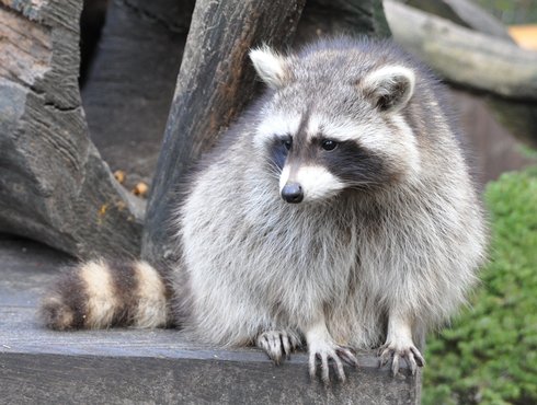 Lutte contre la rage du raton laveur en Estrie et en Montérégie