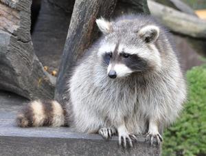 Lutte contre la rage du raton laveur en Estrie et en Montérégie