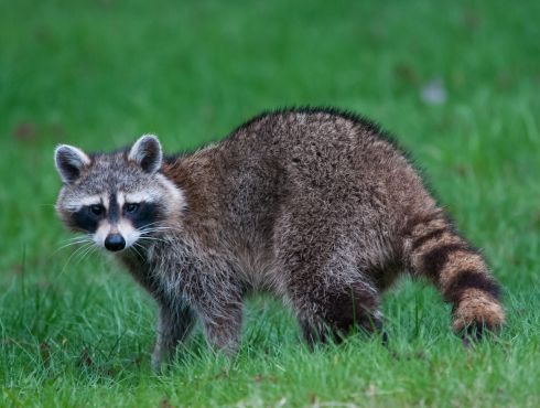 Prévention et contrôle de la rage du raton laveur