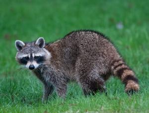 Prévention et contrôle de la rage du raton laveur