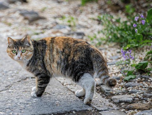 Rage du raton laveur : un premier cas confirmé chez un chat au Québec