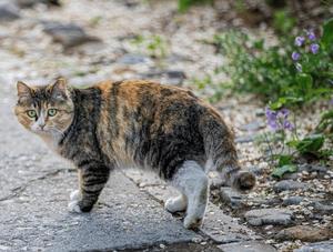 Rage du raton laveur : un premier cas confirmé chez un chat au Québec