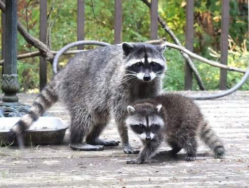 Prévention de la rage du raton laveur : comment contribuer à la protection des animaux et de la population