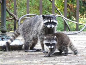 Prévention de la rage du raton laveur : comment contribuer à la protection des animaux et de la population