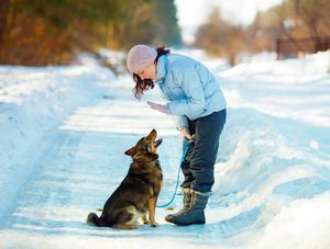 Mise en garde de l’Ordre des médecins vétérinaires du Québec à l’égard de l’usage de méthodes punitives dans l’éducation des animaux