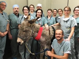 Une première au Centre hospitalier universitaire : un stimulateur cardiaque implanté sur une ânesse